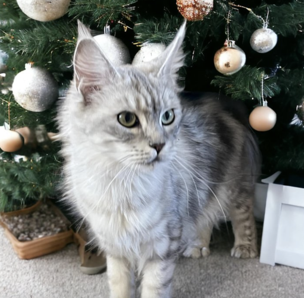 parent of maine coon cat